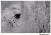 49. Inscrutible - Rhino